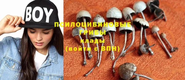 прущие грибы Абинск