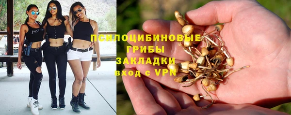 прущие грибы Абинск